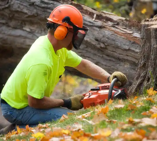 tree services New Cassel